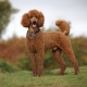 Poodles: description of breeds, types, care and training