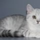 Variety of colors of Scottish Straight cats