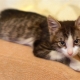 Development and maintenance of a kitten at 3 months