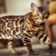 Rare cat breeds