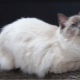 Ragdoll: color variations, character and content rules