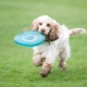 Recommendations for raising and training spaniels