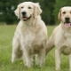 Retriever and Labrador: what's the difference?