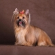 Russian salon dog: breed description and care features