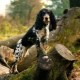 Russian hunting spaniel: breed characteristics and breeding