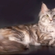The largest domestic cats in the world
