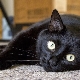 The smartest cat breeds in the world