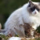 Gray-white cats: a description of the appearance and features of behavior