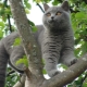 Gray cats: character and subtleties of care
