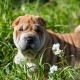 Pros and cons of Shar Pei breed