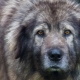 Sharplanin Shepherd Dog: breed description and content
