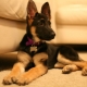 German shepherd puppies at 4 months: what do they look like and how to care for them?