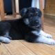 German shepherd puppies at 2 months: description, rules of care and feeding