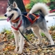 Husky harnesses and collars: types and choices