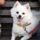 Harnesses, collars and leashes for pomeranian