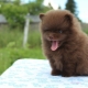 Chocolate Spitz: color variations, keeping puppies