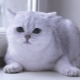 Scottish chinchilla: color variations, nature and conditions of keeping cats