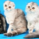 Scottish cats: types of breed, features of maintenance and upbringing
