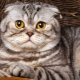 Scottish marble cats: color features, breed description and subtleties of care