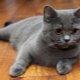 Scottish straight cats: breed description, color types and content