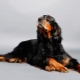 Scottish Setter: history of the breed, what does it look like and how to keep it?