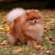 Fox-type Spitz: description, types and content