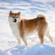 Shiba Inu: description of the breed, nature and content