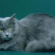 Siberian blue cat