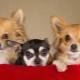 How many years do Chihuahuas live and what does it depend on?