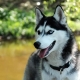 How many years do huskies live and what does it depend on?