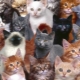 How many years do cats live and and what does it depend on?