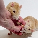 How many years do rats live and what does it depend on?