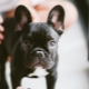 How long do French Bulldogs live and what does it depend on?