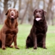 How long do Labradors live and what does it depend on?