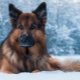 How long do shepherd dogs live and what does it depend on?