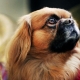 How long do Pekingese live and what does it depend on?