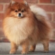 How long do Pomeranian Spitz live and what does it depend on?