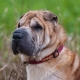 How many Shar Pei live and what does it depend on?