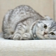 How long do Scottish Fold cats live and what does it depend on?