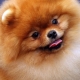 How long do Spitz live and what does it depend on?