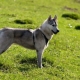 Husky and husky mix