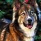 A mixture of a husky and a shepherd dog: features of a mestizo and growing