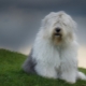Bobtail dogs: a description of the old English shepherd dogs, the nuances of their content
