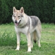 Dogs that look like wolves: a description of the breeds
