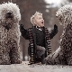 Dogs with dreadlocks: types and content