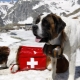 Rescue dogs: variety of breeds, training features