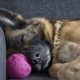 Keeping German Shepherds in the apartment