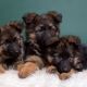 Keeping German Shepherd puppies