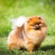 Keeping a spitz in an apartment