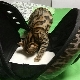 Tips for choosing a plastic cat carrier